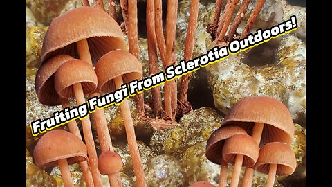 How to Fruit Fungi From Sclerotia