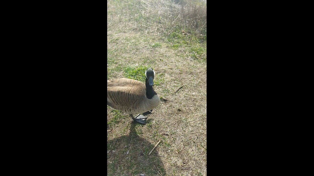 Goose Buddy