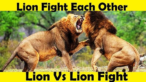 Lion Fight Each Other. Lion Vs Lion Fight. (Tutorial Video)