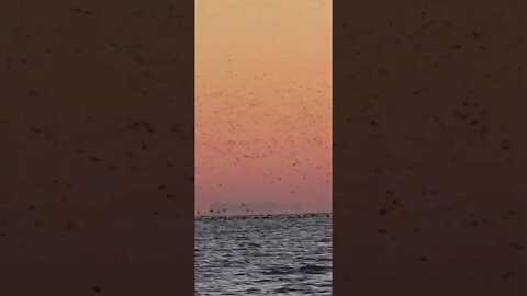 Mayhem! Thousands of Diver Ducks on Lake Erie!