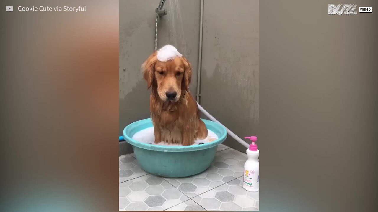 Questa Golden Retriever è davvero contraria a fare il bagnetto!