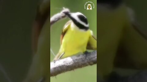 O benteví Pássaro lindo