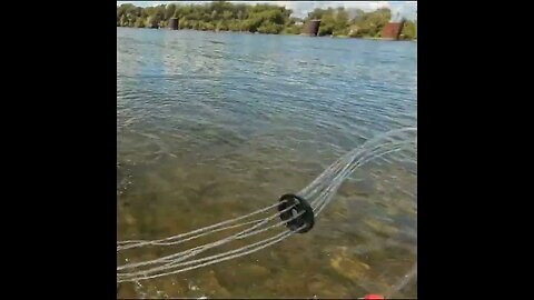 catching a lot of shad