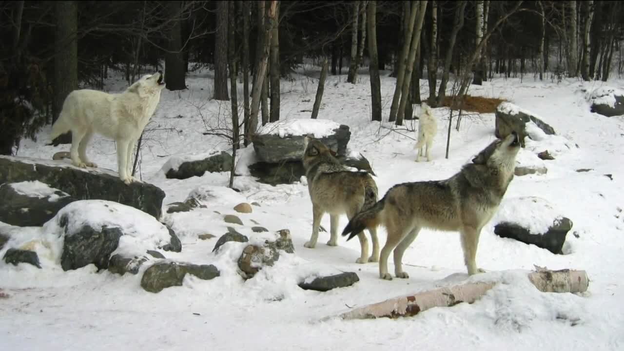 360: The differing perspectives on Wisconsin's wolf hunt