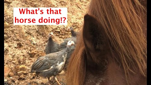 Guinea fowl keets try to get into their cage with the horses standing around. Entertaining.