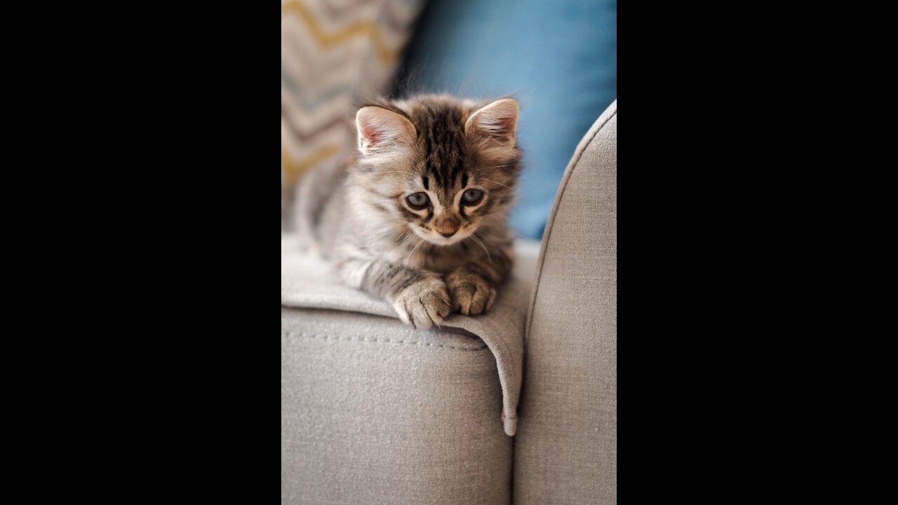 Cute Pets And Funny Animals Compilation of the year