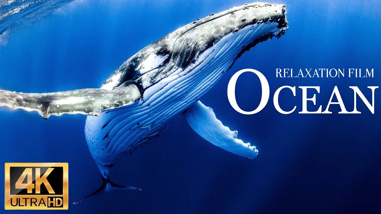 Animals of the ocean 4k - Great wildlife movie with soothing music