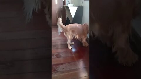 dogshow golden , shorts