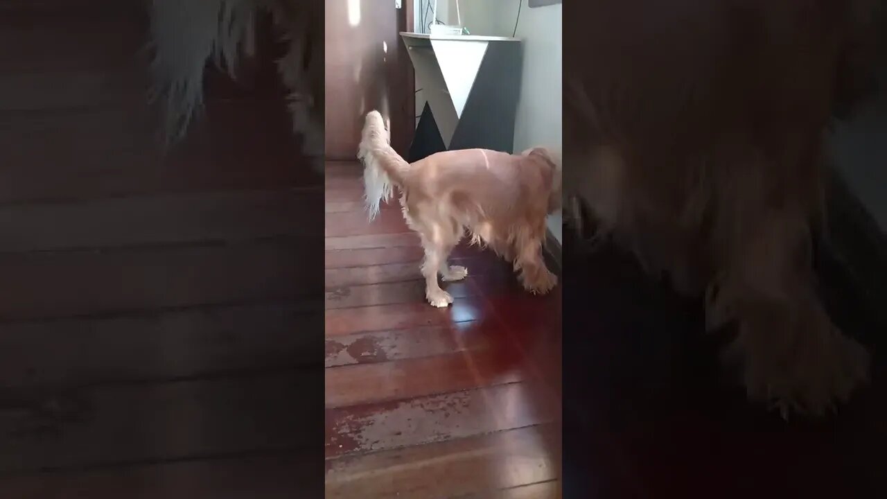 dogshow golden , shorts