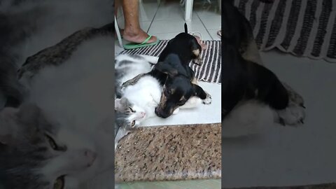 The Cat Doesn't Care Anymore