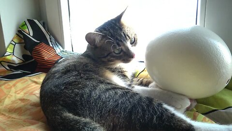 A Cat Discovers an Ostrich Egg