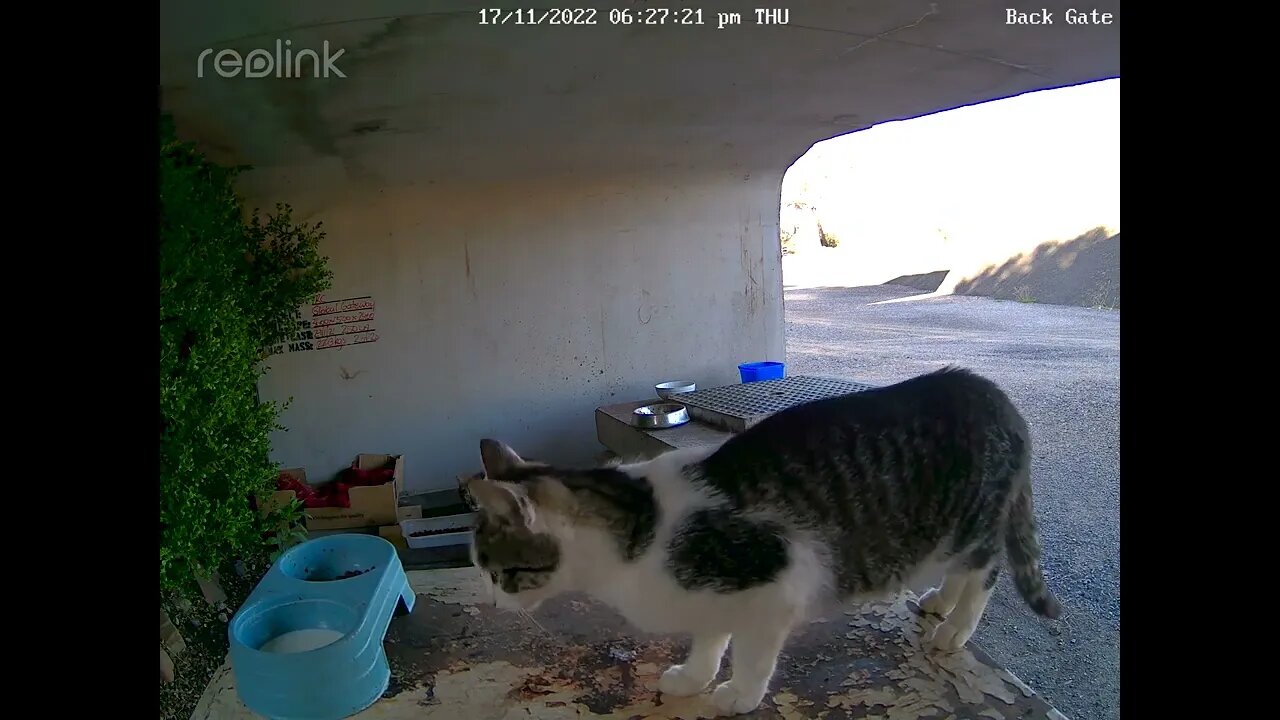 Rustys cat & Porkchop waiting for dinner 17:11