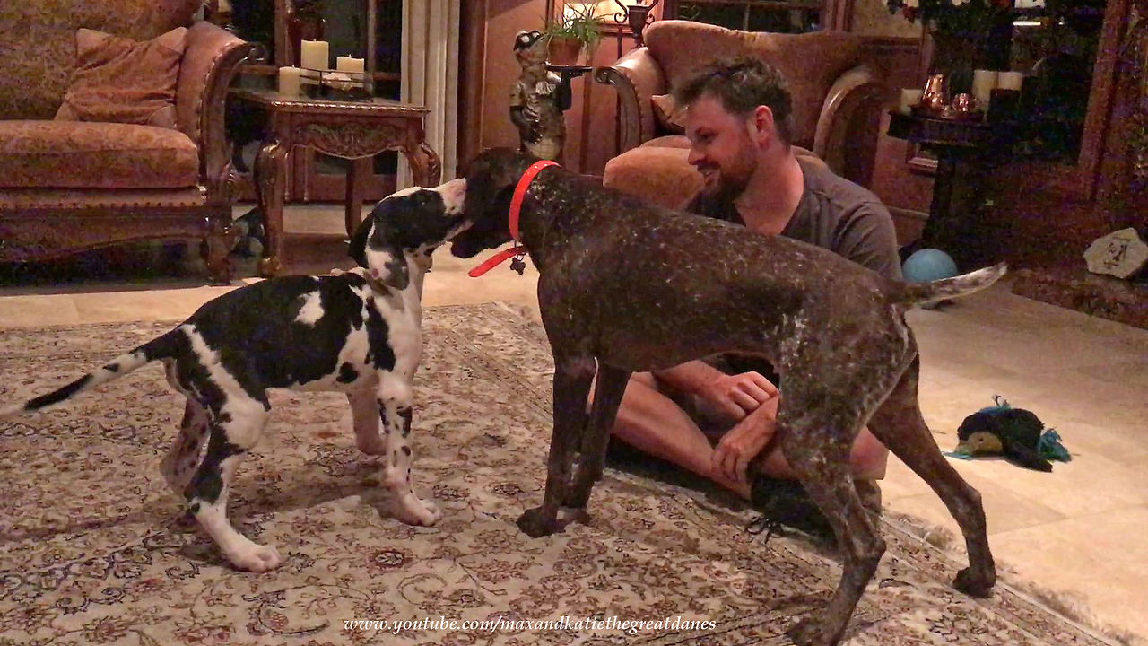 Talkative Great Dane Puppy Pesters Pointer