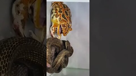 Snake fight with Strong Frog 🐸
