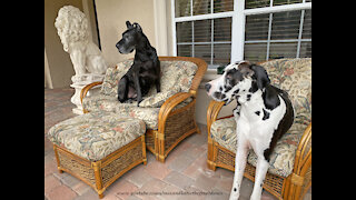 Huge Great Dane definitely needs a bigger chair