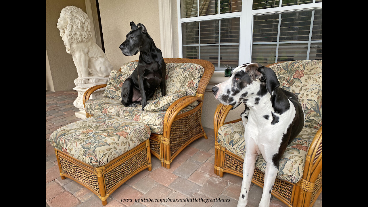Huge Great Dane definitely needs a bigger chair