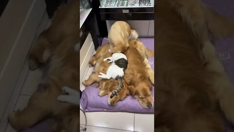 #youtubeshorts amazing dog❤️🤣