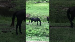 30 year old horse looking gooooooooood :)