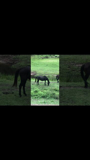 30 year old horse looking gooooooooood :)