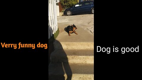 Dog funny🤣🤣🤣 video