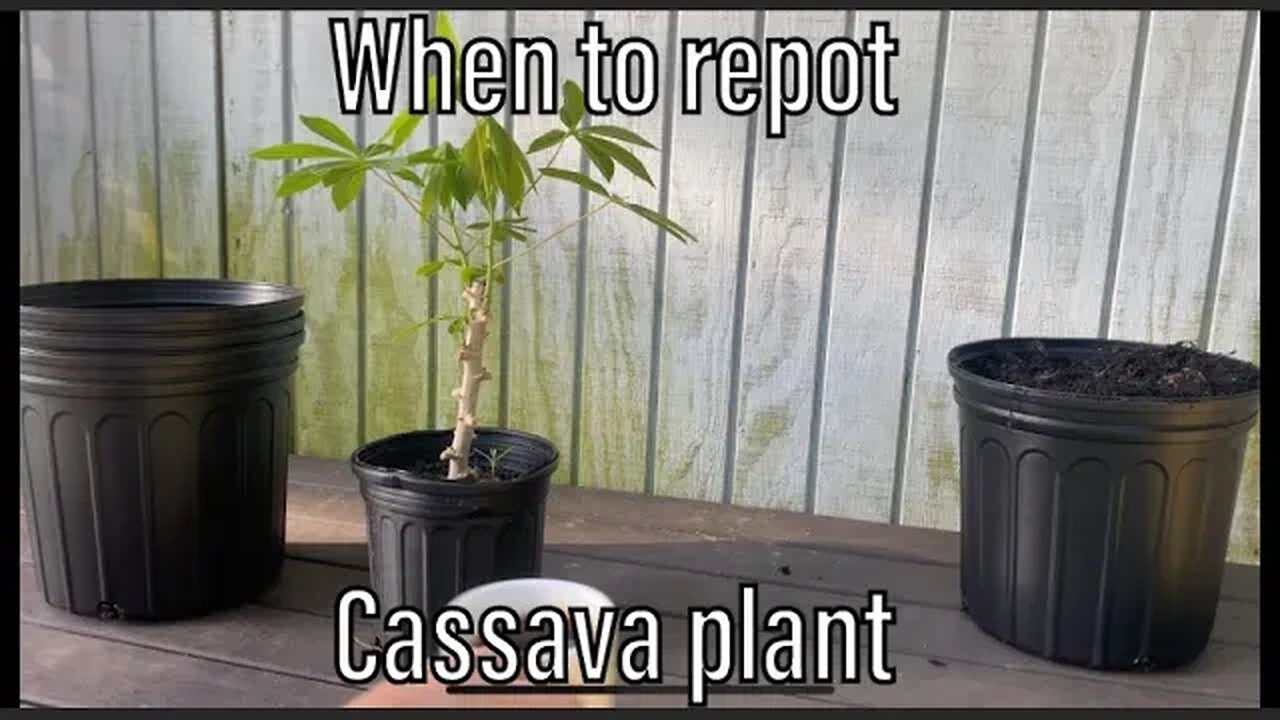 When to repot Cassava plant - gardening with Raleigh Jones