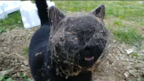 Un chat piégé dans une toile d'araignée