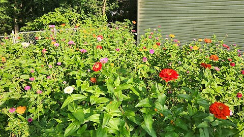 Wildflower Garden Tour Zinnias, Cosmos, Anise Hyssop Seed Collecting