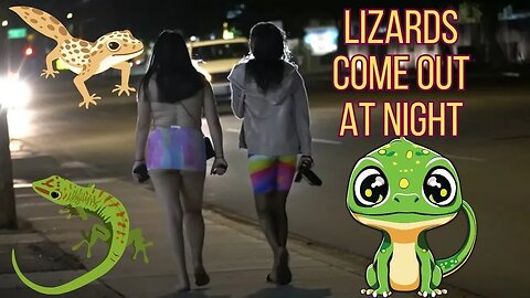 nocturnal lizards