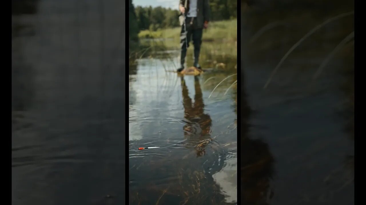 Fish on