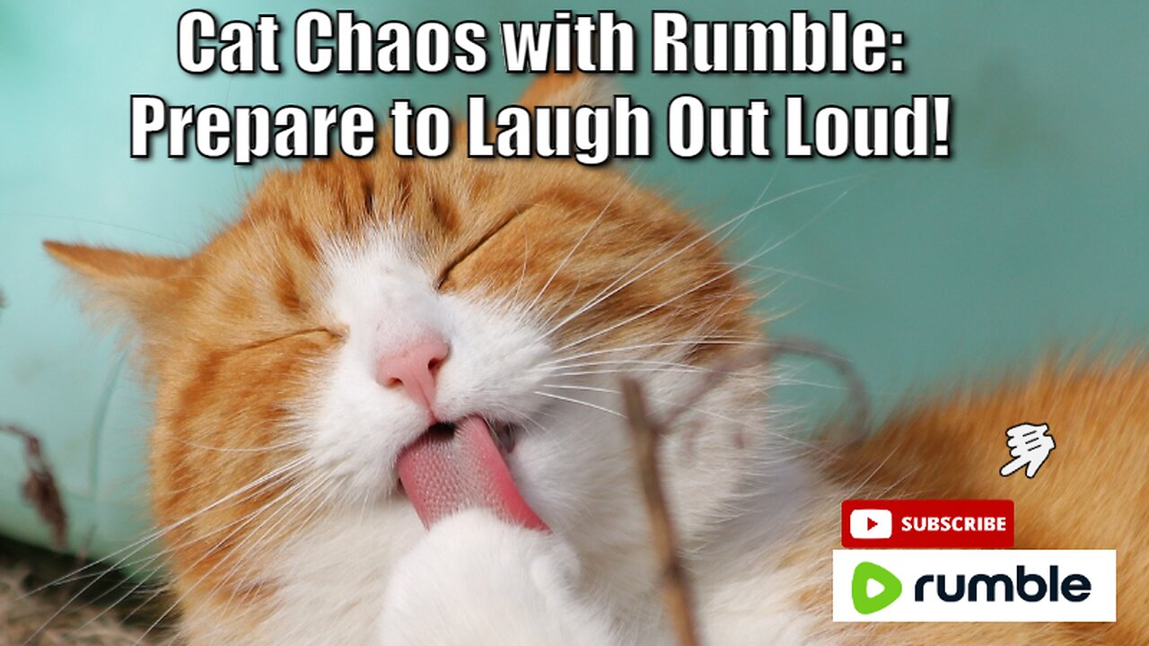 Cat Chaos with Rumble: Prepare to Laugh Out Loud!