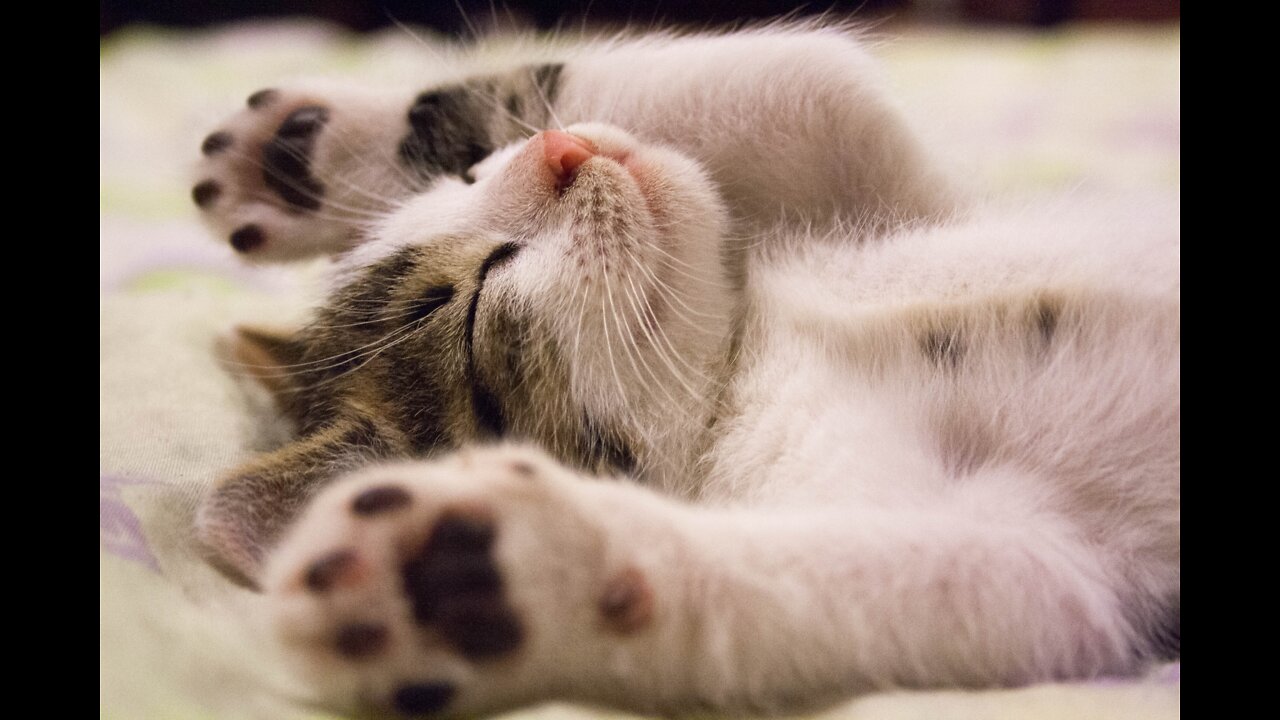 Baby Cats - Cute and Funny Cat Videos Compilation #1