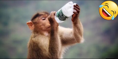Funniest monkey. Cute and funny. Full hd