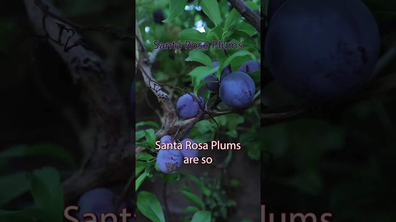 Santa Rosa Plums are explosion of flavors in your mouth #shorts #viral #plums #fruits #gardening