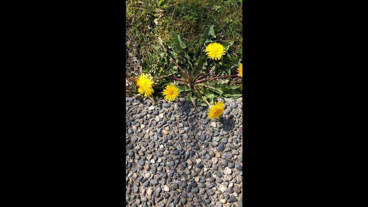 Nutritious Dandelions #medicinal grass