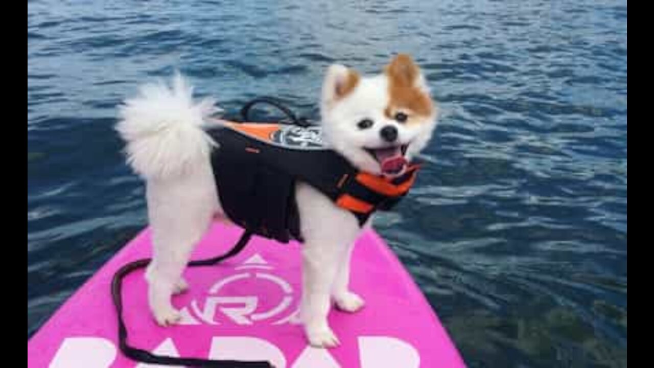 Cão aventureiro esbanja habilidade no wakesurf; veja!