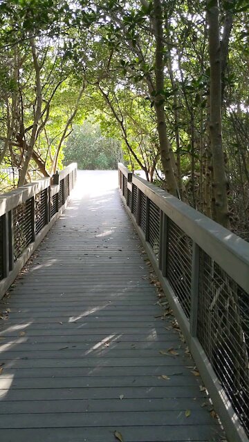 Ding Darling Mangrove Trail