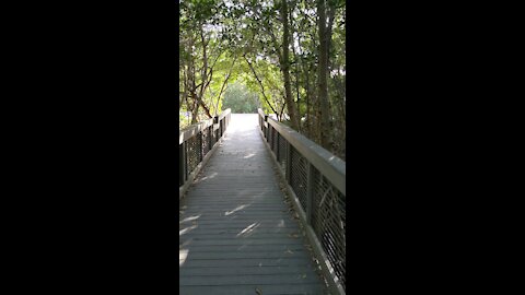 Ding Darling Mangrove Trail