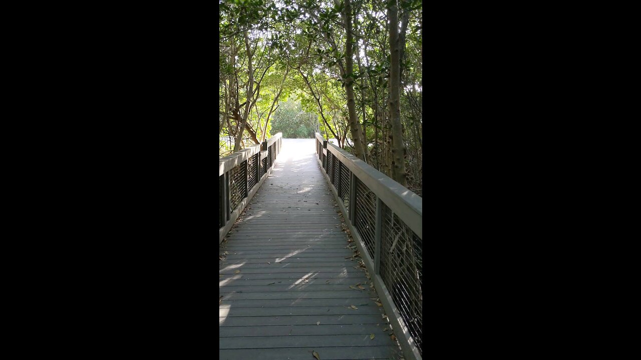 Ding Darling Mangrove Trail