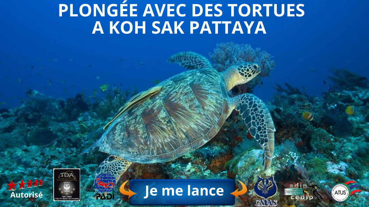 😜#Tortues en plongée a koh larn Pattaya