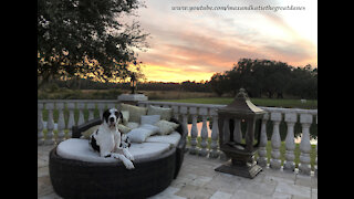 Great Dane Has To Fluff His Patio Pillows Until They Are Just Right