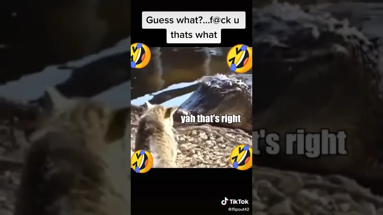 Cat SMACKS Seal Like It's Nothing tiktok trampoline and memes