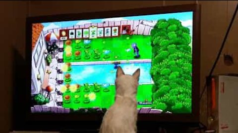 Will this kitten become a TV addict?