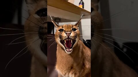 #shortsadoptme #subscribe #angrykitty #bigcats #wildanimal
