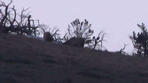 SOME GOOD GENES IN THAT RACK! MONSTER BULLS!