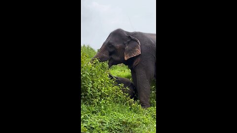 baby & mother elephant