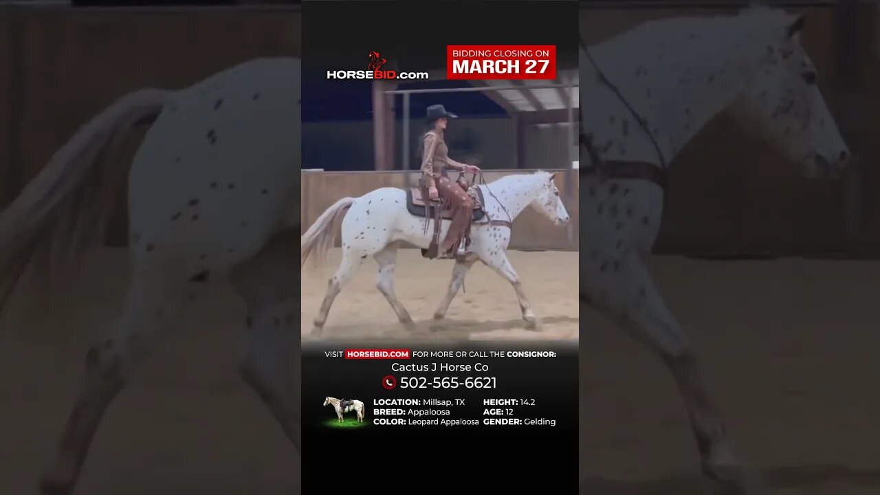𝕎𝕀𝕃𝕊𝕆ℕ - Beautiful 14.2hh Leopard Appaloosa Gelding! Exclusively on HorseBid.com thru March 27th!