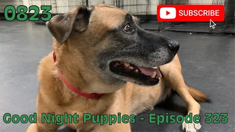 [0823] GOOD NIGHT PUPPIES - EPISODE 323 [#dogs #doggos #doggies #puppies #dogdaycare]