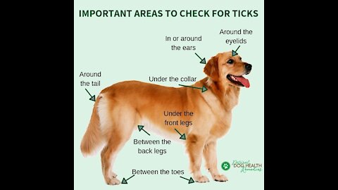 How to remove Ticks from you LOVELY Dogs 53- Removing All Big Ticks and Small Ticks From Poor Dog