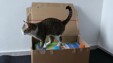 Cat Opens the New Package He Has Received