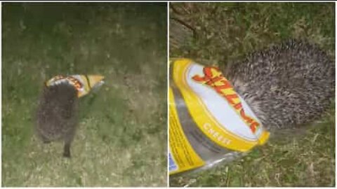 Hedgehog goes for chips...head first!